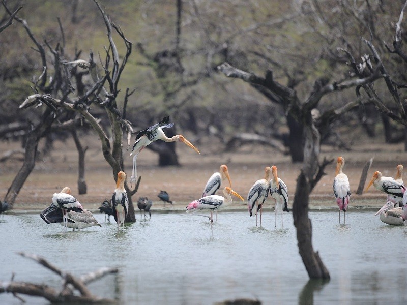 Koonthankulam Bird Sanctuary