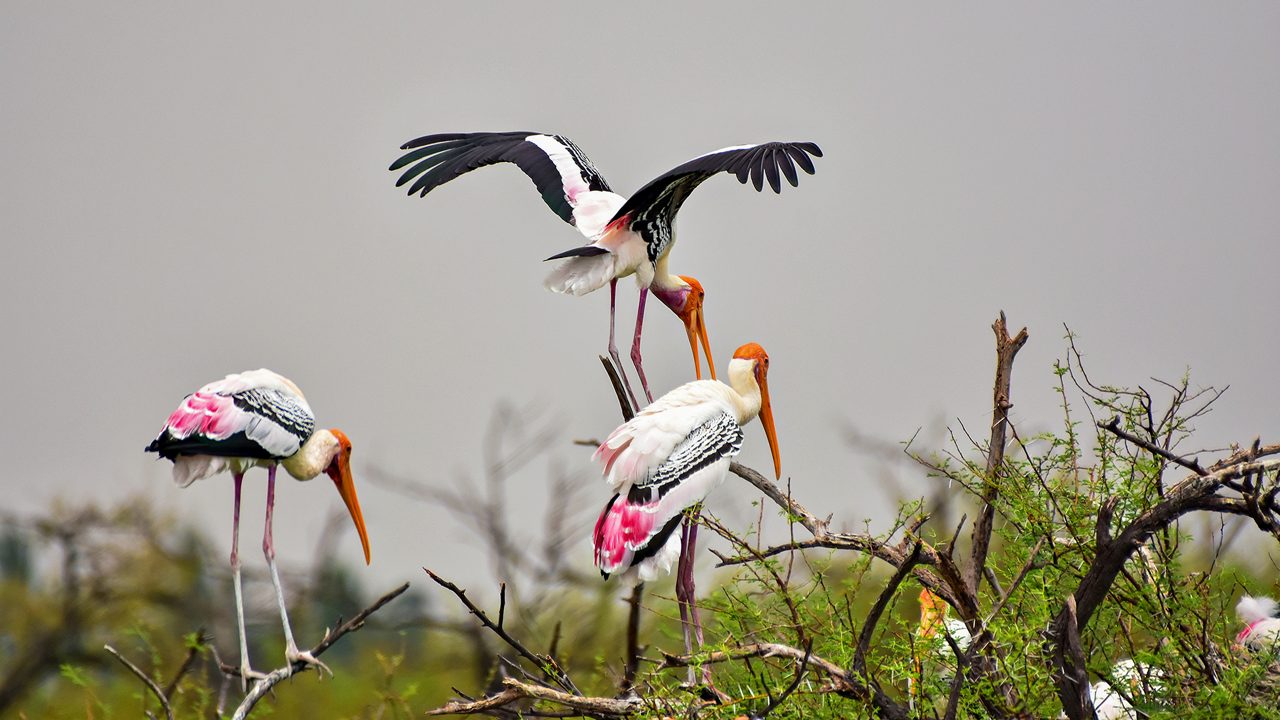 koonthankulam-bird-sanctuary-kanyakumari-tamil-nadu-3-new-hero
