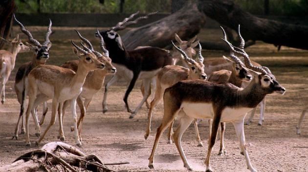Stay Near Vallanadu Wildlife Sanctuary | Blackbuck, Birds & Nature Getaway | Ananta Vihara, Thirukolur