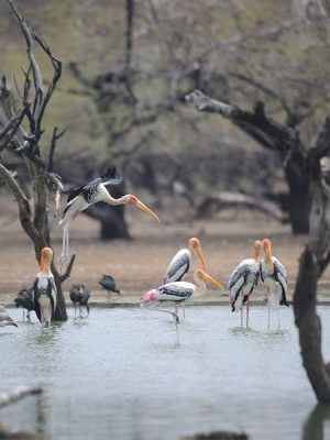 196833669Koonthukulam_Bird_Sanctuary