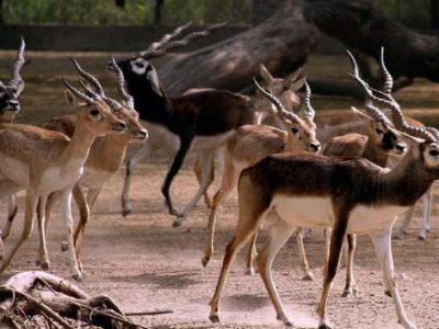 Stay Near Vallanadu Wildlife Sanctuary | Blackbuck, Birds & Nature Getaway | Ananta Vihara, Thirukolur