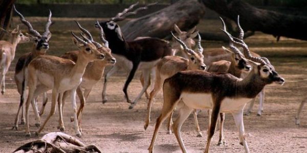 Stay Near Vallanadu Wildlife Sanctuary | Blackbuck, Birds & Nature Getaway | Ananta Vihara, Thirukolur