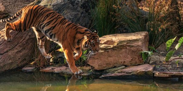Kalakkad Mundanthurai Tiger Reserve (KMTR)  Complete Travel Guide | Stay Near Ananta Vihara