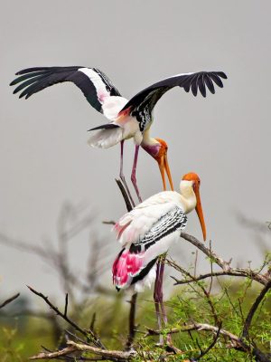 koonthankulam-bird-sanctuary-kanyakumari-tamil-nadu-3-new-hero