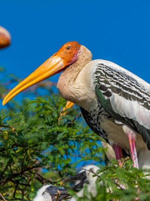 koonthankulam-bird-sanctuary-kanyakumari-tamil-nadu-attr-hero